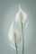 Peace Lily I Poster Print by Kathy Mahan - Item # VARPDXPSMHN793